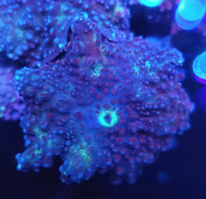 Blue Bubbly Discoma Mushroom