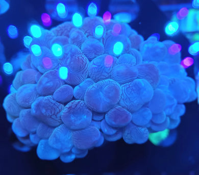 Pink Bubble Coral