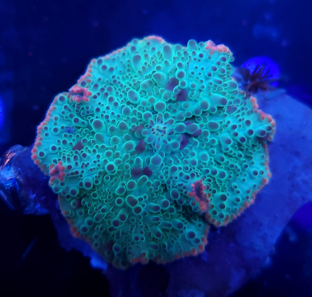 Pink Rim Green Discoma Mushroom