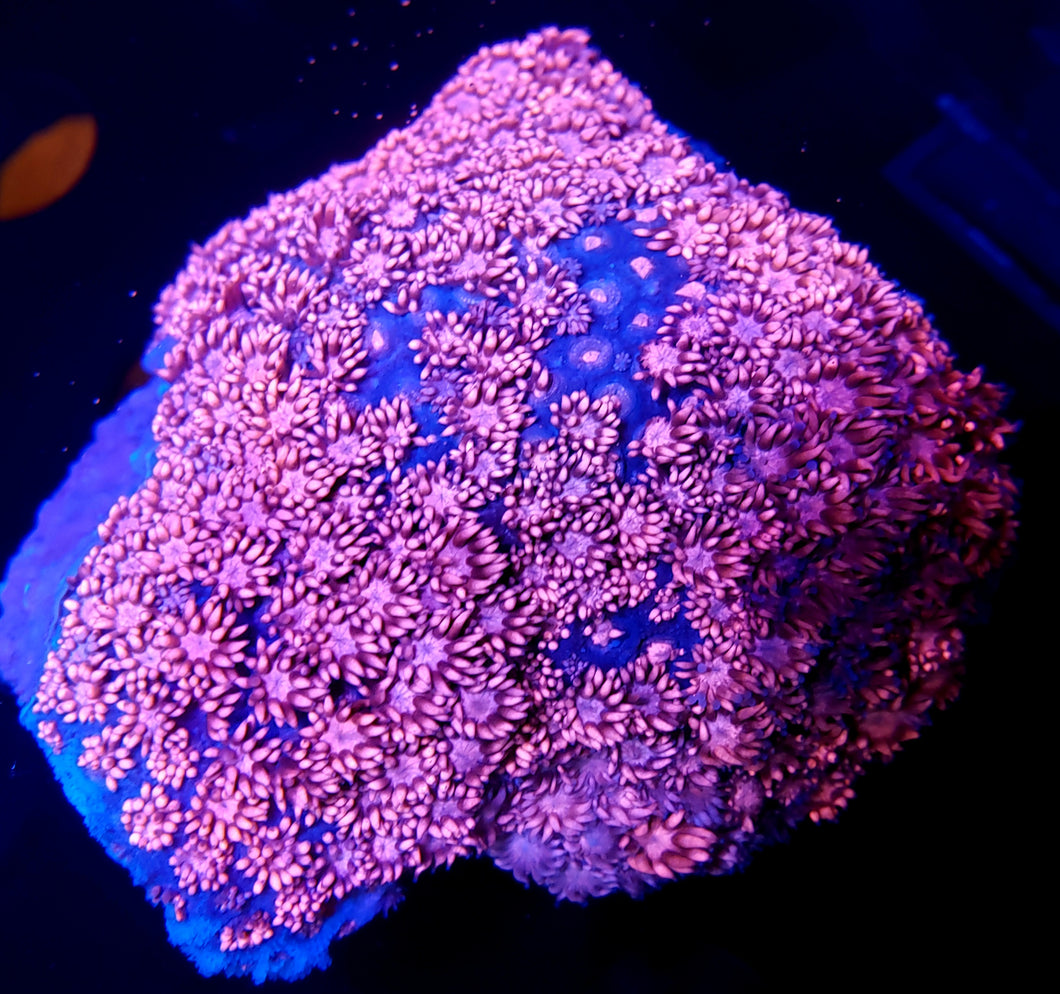 Pink Panther Goni frag