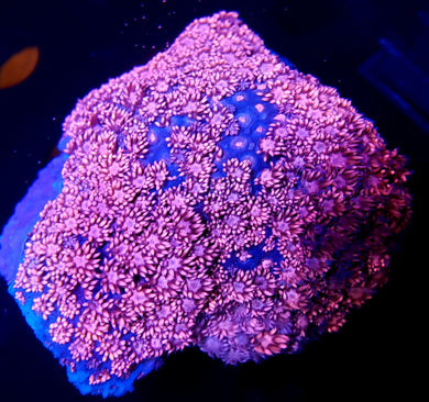 Pink Panther Goni frag