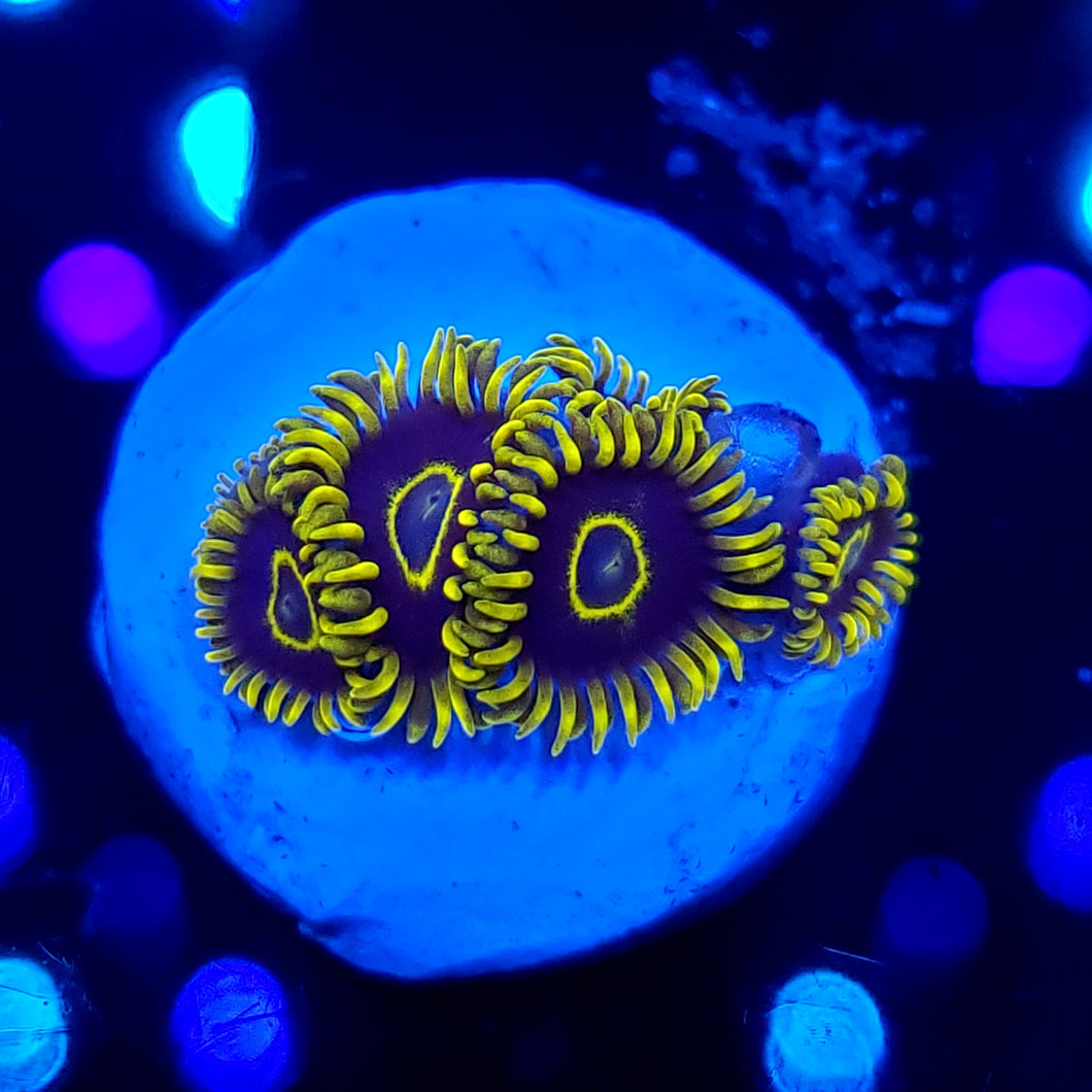 Blue Hornet Zoas