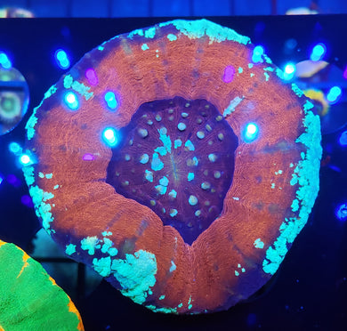 Frosted Metallic Red Scoly