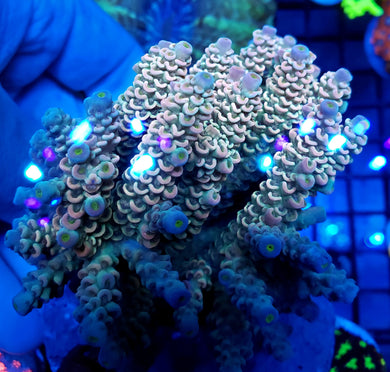 American Dream Tenuis frag