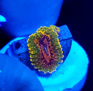 Grand Master Krakatoa Zoas