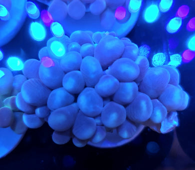Pink Branching Bubble Coral