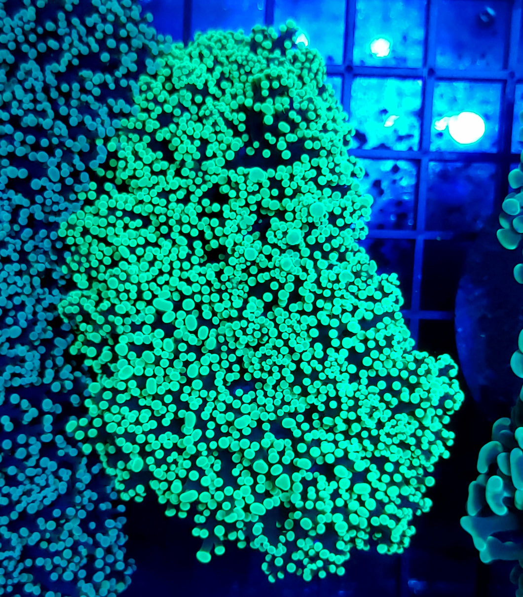 XXL Neon Green Frogspawn Wall