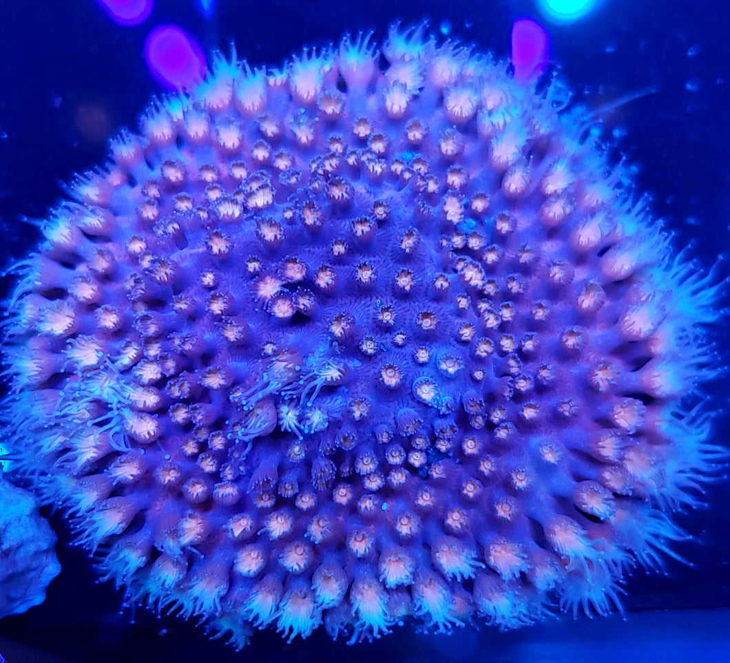 Bubblegum Cyphastrea Disk