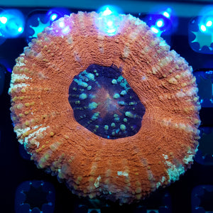 Frosted Rim Metallic Red Scoly