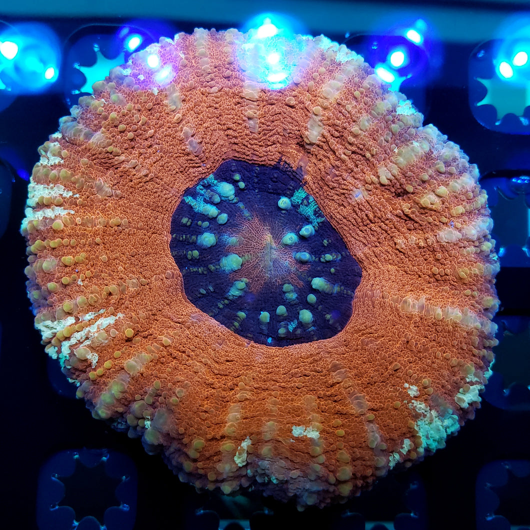 Frosted Rim Metallic Red Scoly