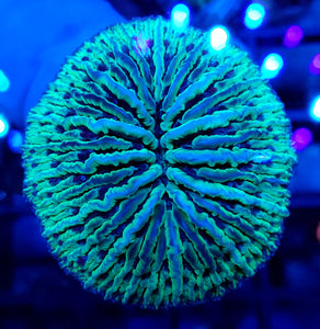 Blue Tentacle Dome Plate Coral