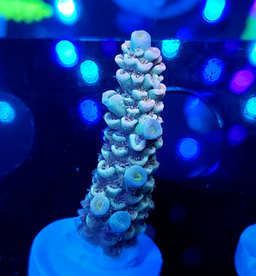American Dream Acro