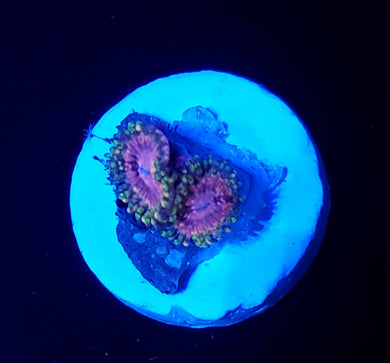 Pink Panties Zoas