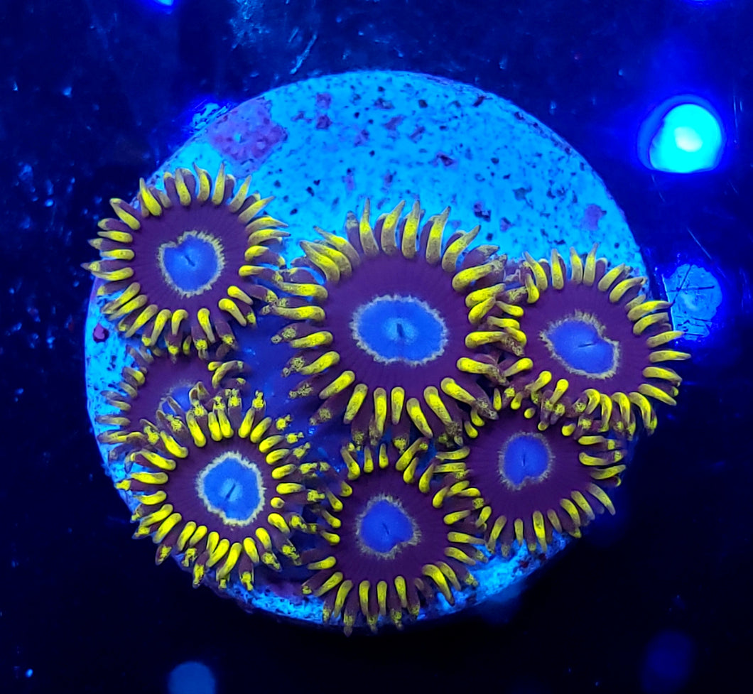 Frozen Hornet Zoa frag