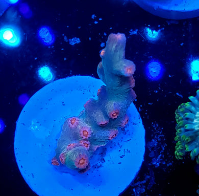 Pink Branching Cyphastrea