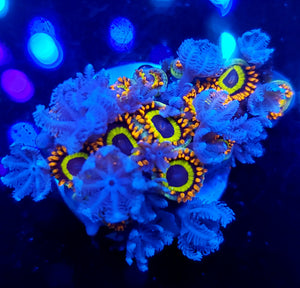 Fruit Loop Zoa / Xenia Combo