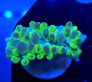 Ultra Splatter Branching Bubble Coral