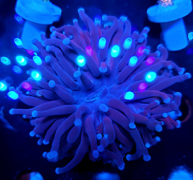 Pink Tip Purple Torch