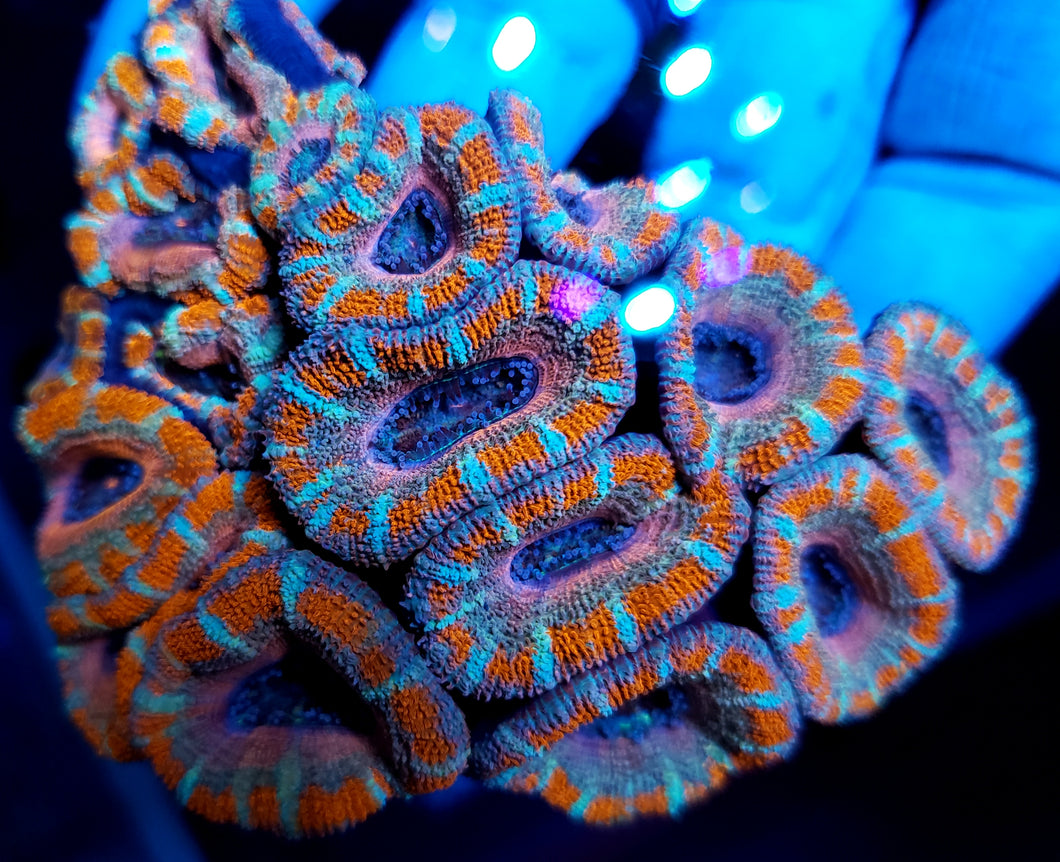 Ultra Pink Ring Acan Colony