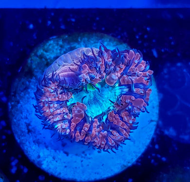 Pink & Teal Blasto