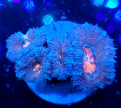 Pink Center Pink Acans