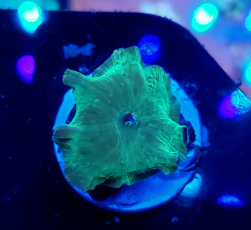 Metallic Green Discoma Mushroom