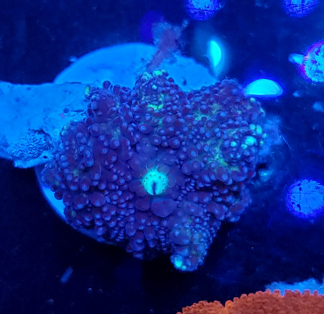 Blue Bubbly Discoma Mushroom