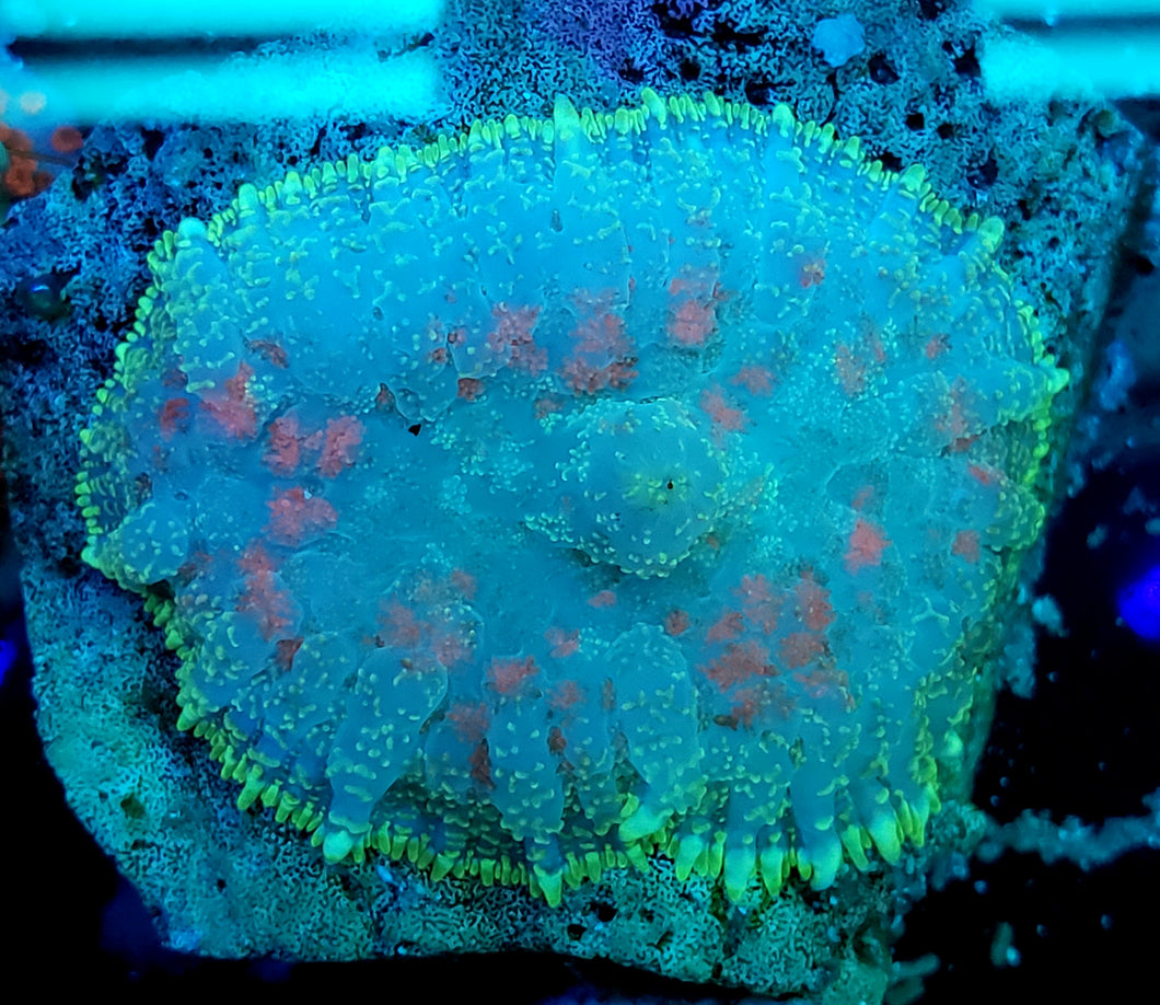 Red Splatter Neon Rhodactis Mushroom
