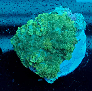 Blue Tip Green Rhodactis Mushroom