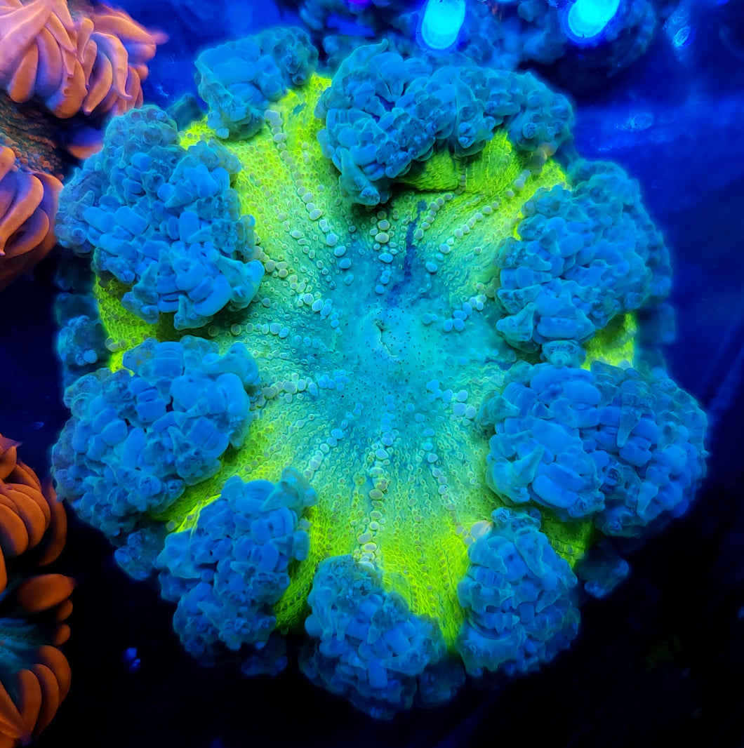 Bubbly Highlighter Flower Anemone