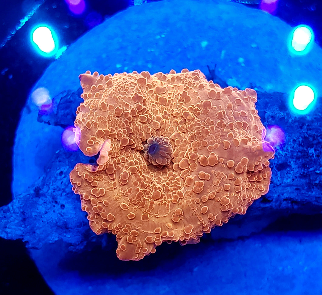 Bubbly Bronze Discoma Mushroom