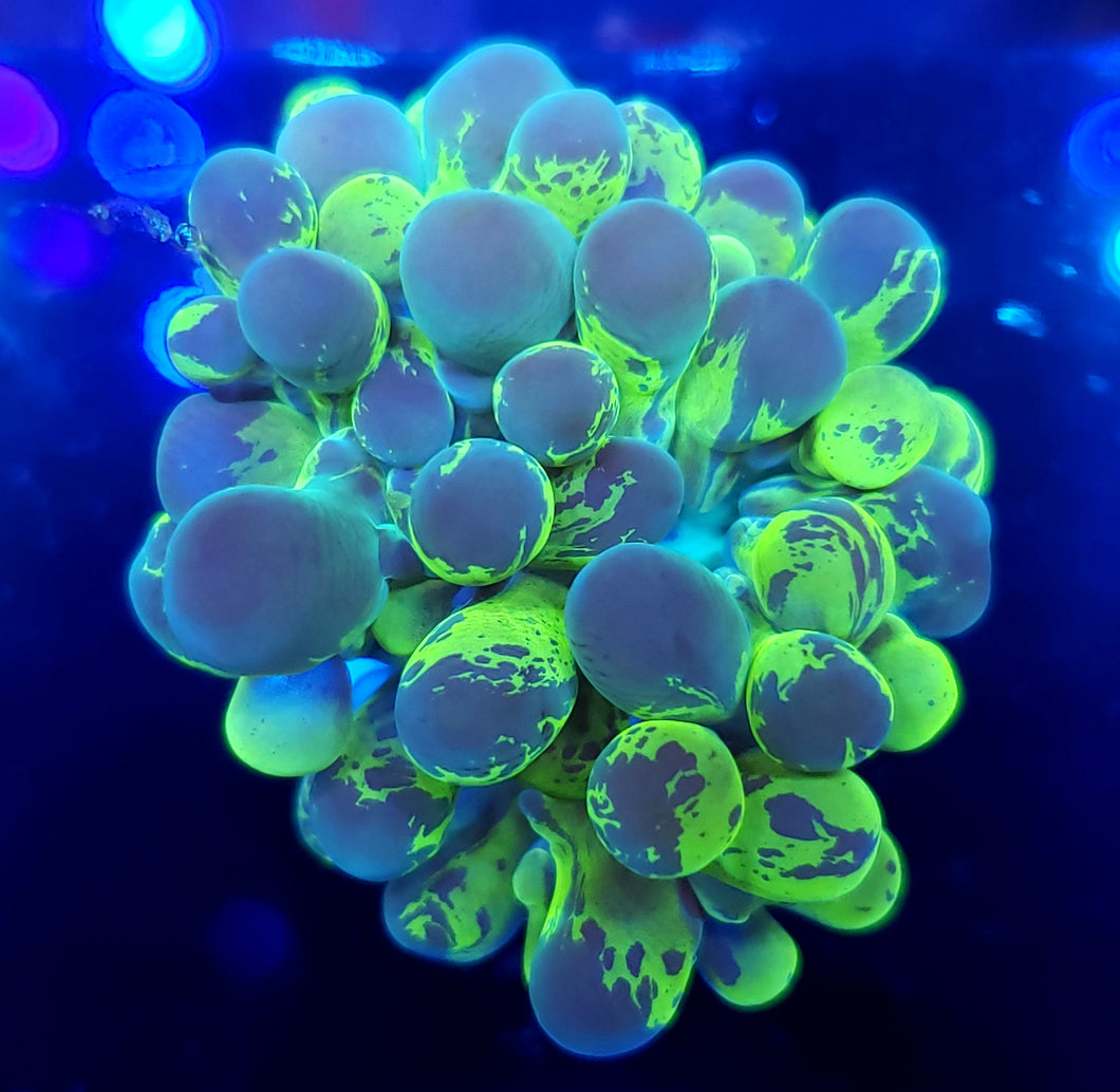 Splatter Branching Bubble Coral