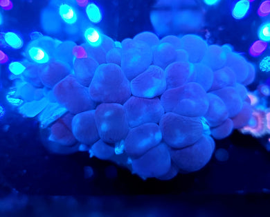 Pink Bubble Coral
