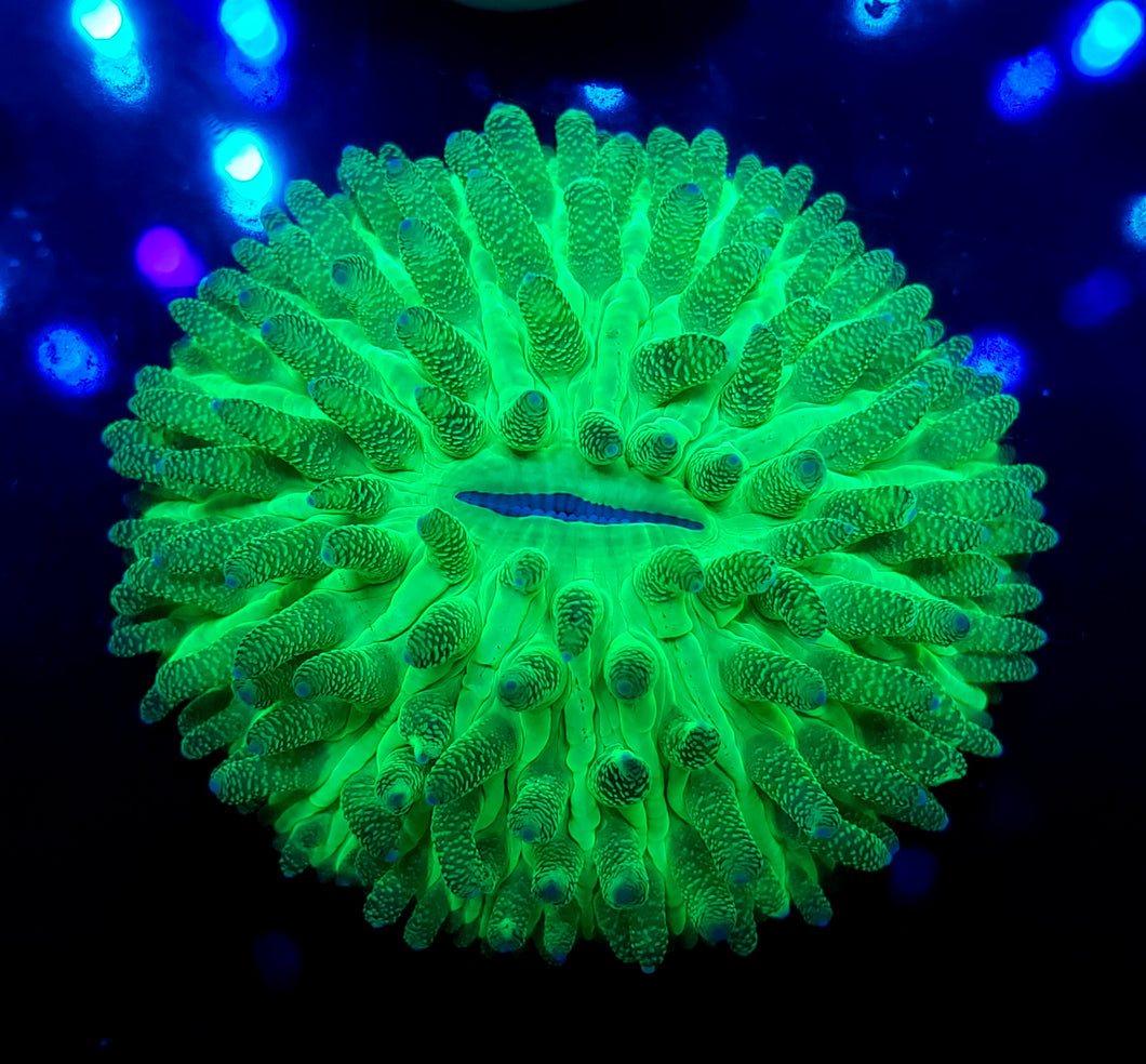 Neon Green Dome Plate Coral