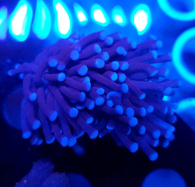 Pink Tip Purple Torch