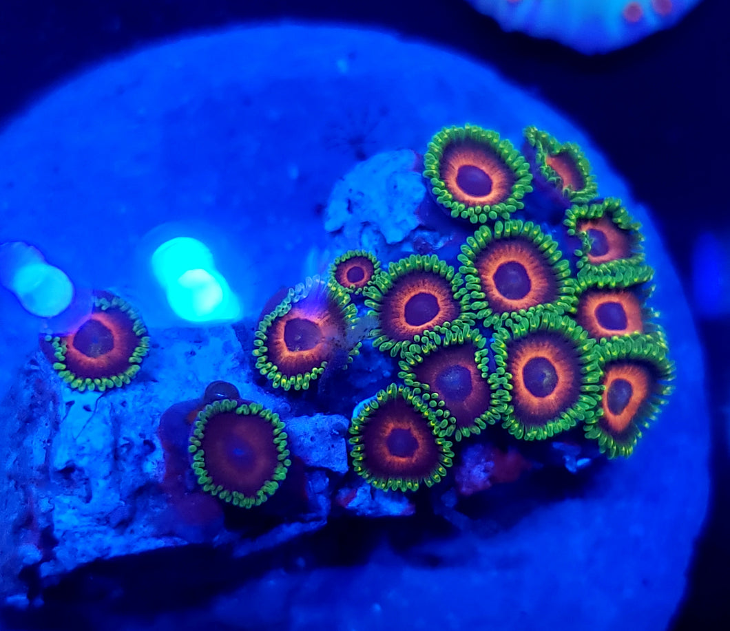 SR Purple Heart Zoa Disk