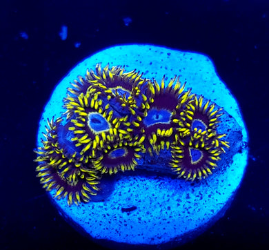 Frozen Hornet Zoa frag