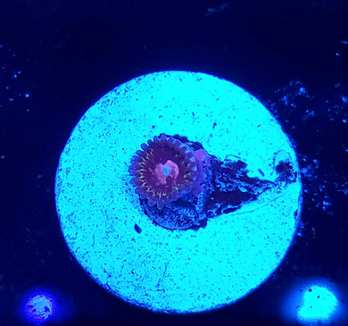 Pink Krakatoa Zoa