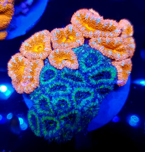 Ultra Grafted Acan Colony