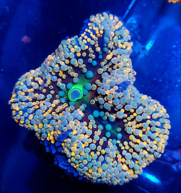 Pink Base Toxic Mouth Rainbow Ricordea Mushroom