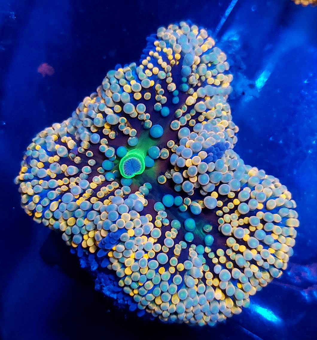 Pink Base Toxic Mouth Rainbow Ricordea Mushroom