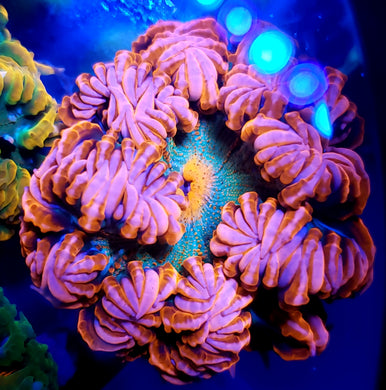 Pink Center Hot Pink Zebra Flower Anemone