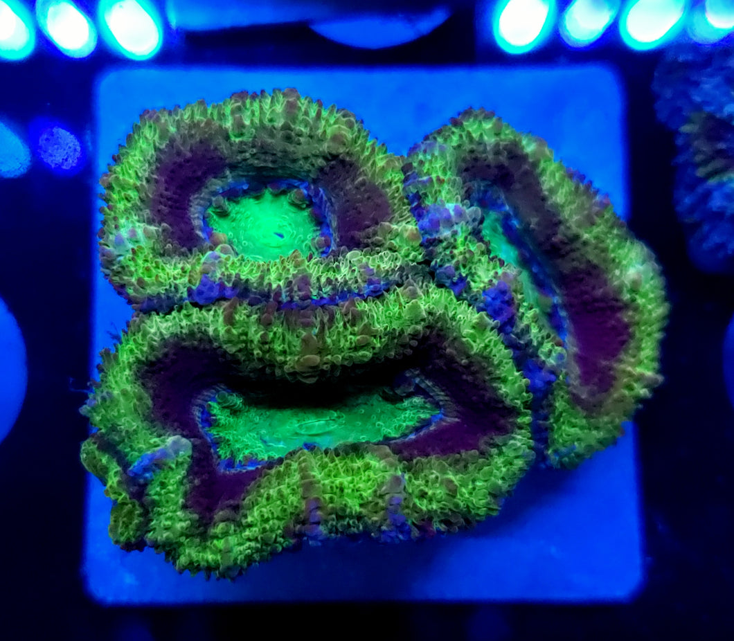 UFO Acan Disk