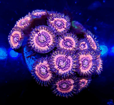 Pink Zipper Zoas