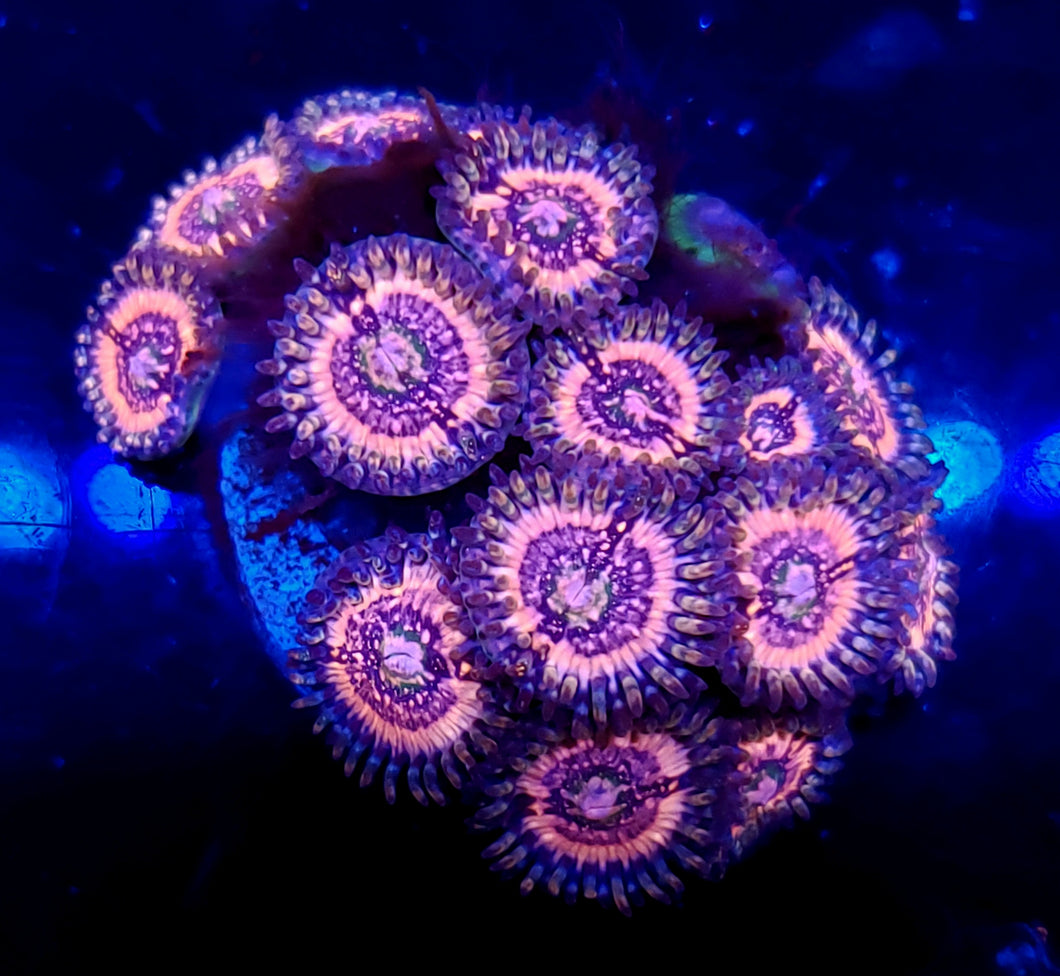 Pink Zipper Zoas