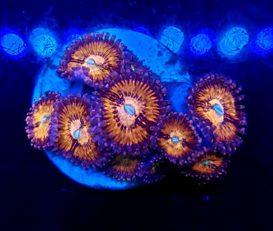 Pink Sakura Zoas