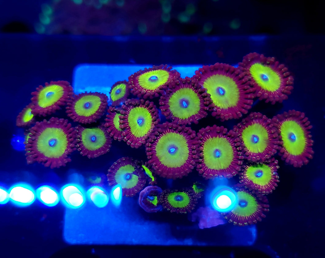 Candy Apple Zoa Disk