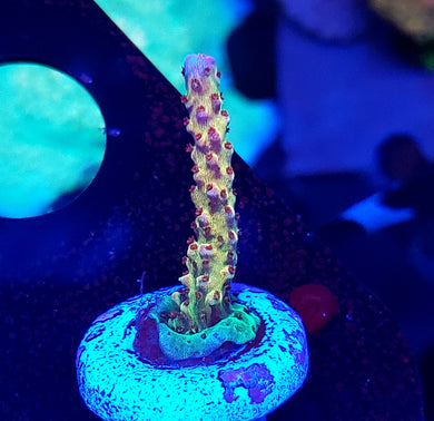 Pink Lemonade Acro