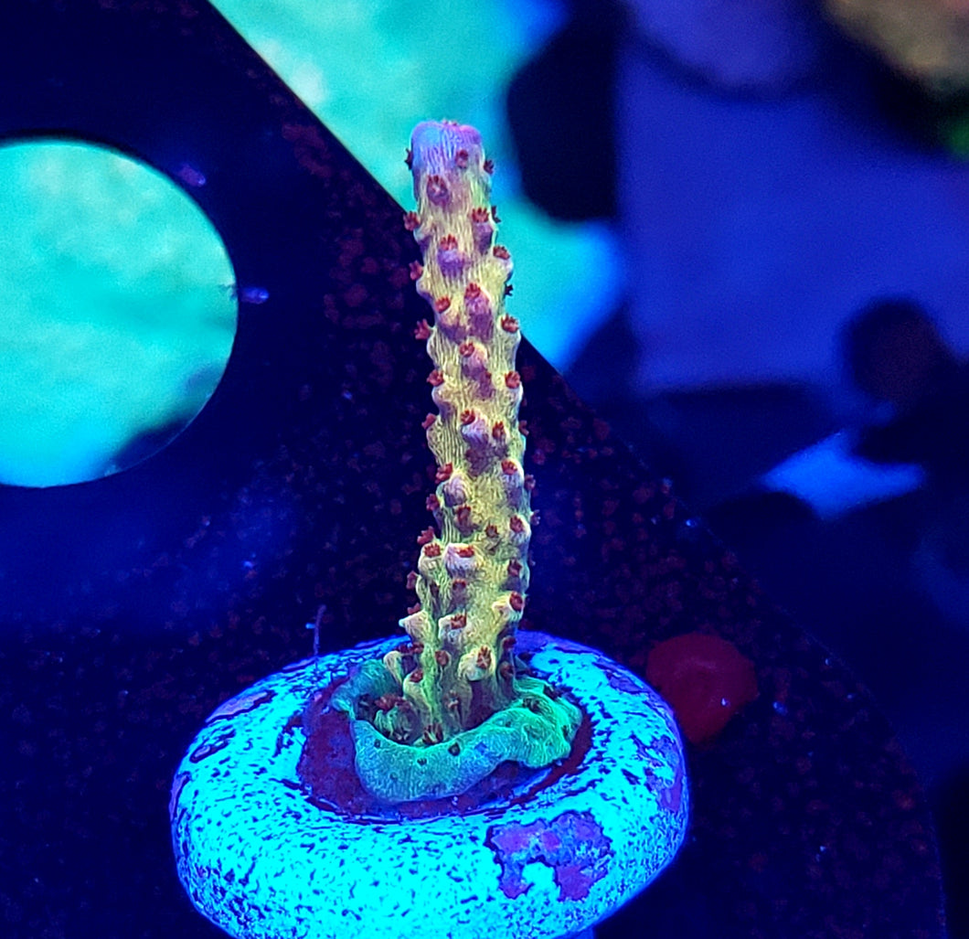 Pink Lemonade Acro