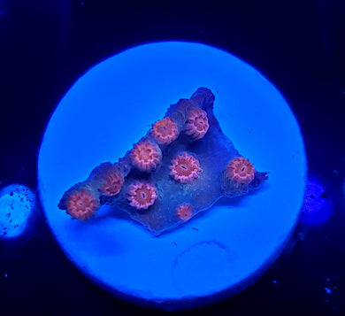 Pink Branching Cyphastrea